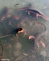 California Newts