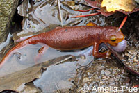 California Newt