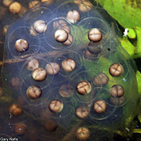 California Newt Eggs