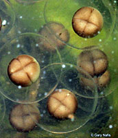 California Newt Eggs