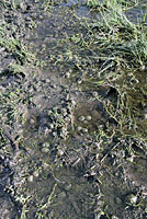 California Newt Eggs