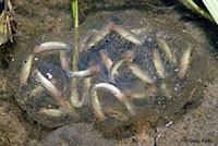 California Newt Eggs