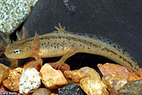 California Newt Larva