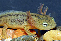 California Newt Larva