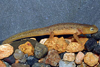 California Newt Larva