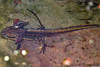 California Newt Larva