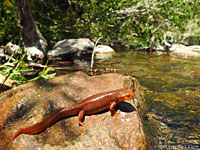 California Newt