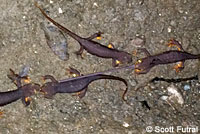 California Newt