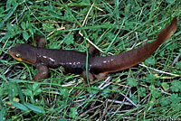 California Newt