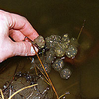 California Newt Eggs