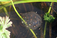 California Newt Eggs