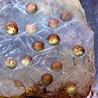 California Newt Eggs