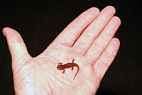 California Newt 