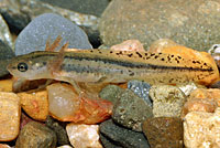 California Newt Larva