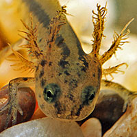 California Newt Larva