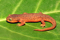 California Newt