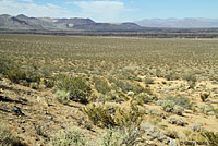 Mohave Glossy Snake Habitat