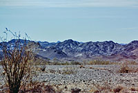 Western Diamond-backed Rattlesnake Habitat