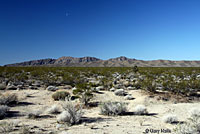 Mohave Desert Sidewinder Habitat