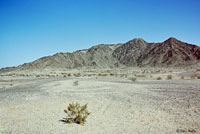 Variable Sandsnake Possible Habitat