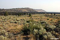 great basin rattlesnake habitat