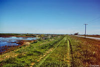 western yellow-bellied racer habitat