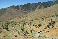 Mohave Glossy Snake Habitat