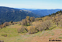 northern pacific rattlesnake habitat