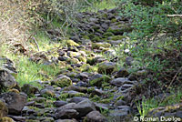 northern pacific rattlesnake habitat