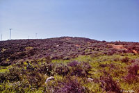 Red Diamond Rattlesnake Habitat