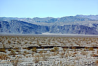 Nevada Shovel-nosed Snake Habitat