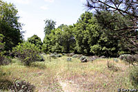 Coast Mountain Kingsnake Habitat