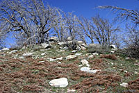 Southern Sagebrush Lizard Habitat