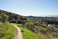 Pacific Ring-necked Snake Habitat