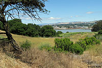 northern pacific rattlesnake habitat