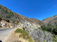 San Joaquin Coachwhip Habitat