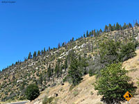 San Joaquin Coachwhip Habitat