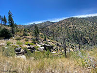 San Joaquin Coachwhip Habitat