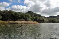 Northern Diamond-backed Watersnake habitat