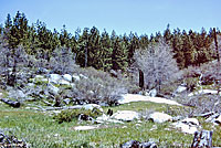 Greater Brown Skink Habitat