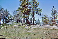 Southern Sagebrush Lizard Habitat