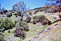 Mountain Gartersnake Habitat