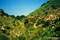 California Striped Racer Habitat