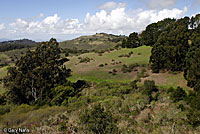 Coast Range Fence Lizard Habitat