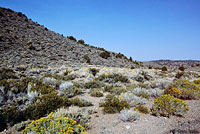 Desert Striped Whipsnake Habitat