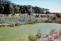 Southern Watersnake CA Habitat