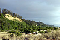 Coast Gartersnake Habitat