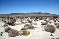 Desert Banded Gecko Habitat