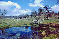 Sierran Treefrog Habitat