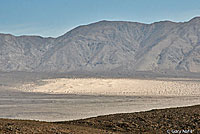 Nevada Shovel-nosed Snake Habitat